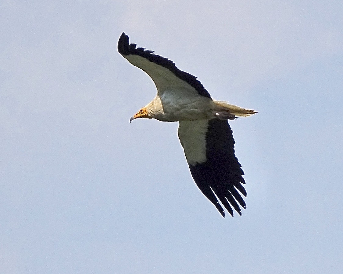 Egyptian vulture